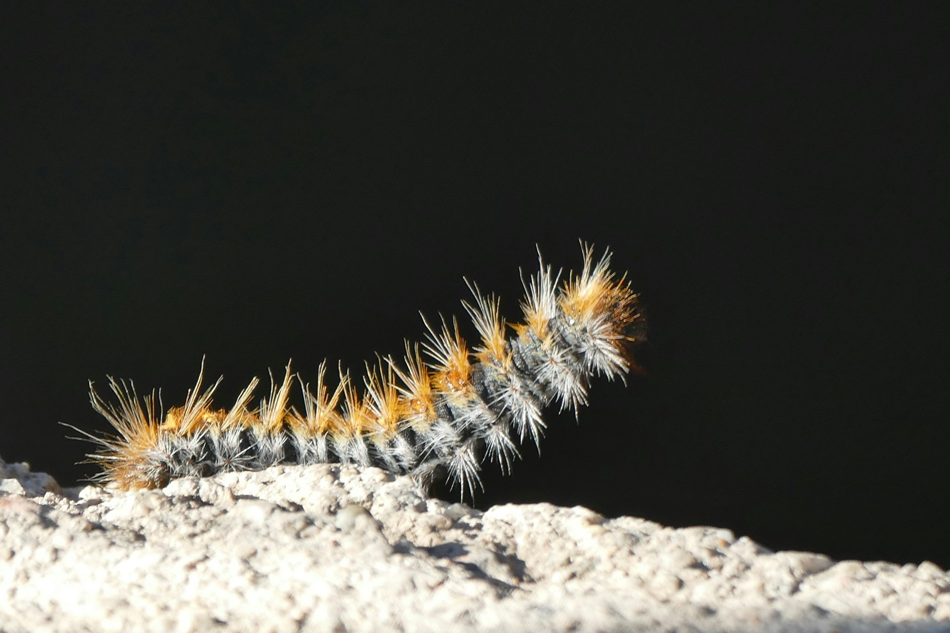 a close up of a caterpillar on a rock